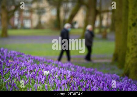 Husum, Deutschland. März 2021, 14th. Wanderer passieren lila Krokusse (Krokus napolitanus) auf einer Wiese im Husum Castle Park. Seit Jahrhunderten ziehen Husums Krokusblüten Menschen an die Nordseeküste. Und auch in diesem Jahr bieten die rund vier Millionen im Schlosspark Husum blühenden Krokusse erste Frühlingserlebnisse. Quelle: Gregor Fischer/dpa/Alamy Live News Stockfoto