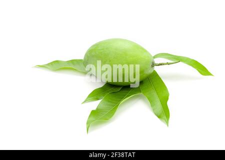 Grüne Mango werden auf Mango-Blätter isoliert auf weißem Hintergrund platziert. Stockfoto