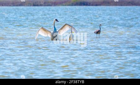 Anmutige Wasservögel, weiße Schwäne und weiße und graue Reiher schwimmen im See. Der stumme Schwan, lat. Cygnus olor und kleiner Weißer Reiher, lat. Egretta g Stockfoto