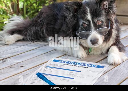 Ältere Grenze Collie Hund in Brille erwägt den Kauf von Haustierversicherung. Ein alter Hund, der mit einem Kugelschreiber neben einigen Antragsunterlagen lag. Stockfoto