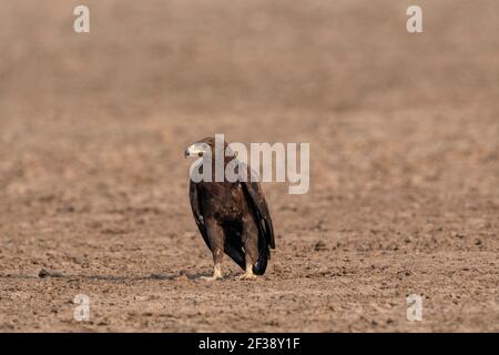 Indischer Spotted Eagle, Clanga hastata, kleiner Rann von Kutch, Gujarat, Indien Stockfoto