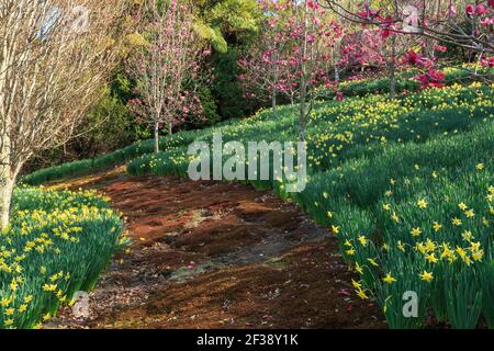 Gelbe Narzissen, violette Magnolien und ein moosiger Pfad in einem Frühlingsgarten Stockfoto