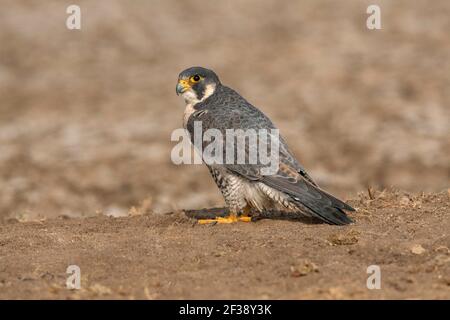 Wanderfalke, Falco peregrinus, kleiner Rann aus Kutch, Gujarat, Indien Stockfoto