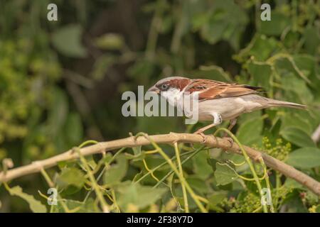 Haus Sparrow, Passer domesticus, Männlich, Little Rann of Kutch, Gujarat, Indien Stockfoto