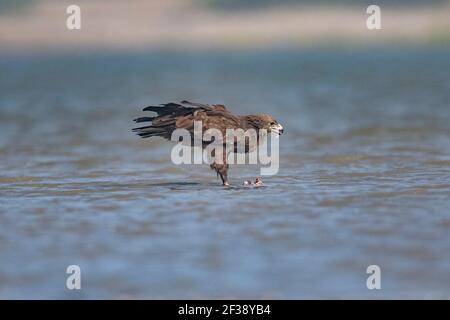 Indischer Spotted Eagle, Clanga hastata, kleiner Rann von Kutch, Gujarat, Indien Stockfoto