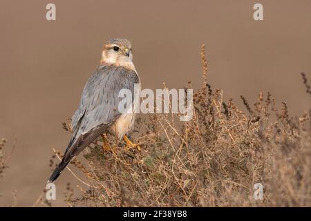 Merlin, Falco columbarius, Männlich, Little Rann of Kutch, Gujarat, Indien Stockfoto