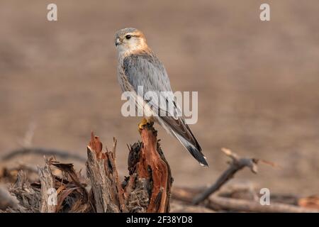 Merlin, Falco columbarius, Männlich, Little Rann of Kutch, Gujarat, Indien Stockfoto