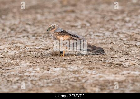 Montagu's, Harrier, Circus pygargus, Weiblich, Little Rann of Kutch, Gujarat, Indien Stockfoto