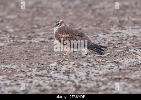 Montagu's, Harrier, Circus pygargus, Weiblich, Little Rann of Kutch, Gujarat, Indien Stockfoto