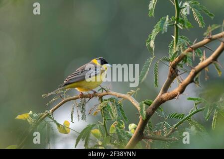 Schwarzkopfammer, Emberiza melanocephala, nal Sarovar Bird Sanctuary, Gujarat, Indien Stockfoto