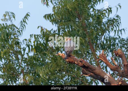 Rothalsfalke, Falco chicquera, nal Sarovar Bird Sanctuary, Gujarat, Indien Stockfoto