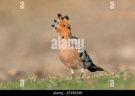 Eurasian Hoopoe, Upupa epops, Little Rann of Kutch, Gujarat, Indien Stockfoto