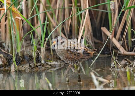 Spotted Crake, Porzana porzana, nal Sarovar Bird Sanctuary, Gujarat, Indien Stockfoto