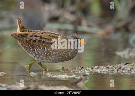 Spotted Crake, Porzana porzana, nal Sarovar Bird Sanctuary, Gujarat, Indien Stockfoto