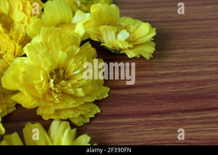 Gelbe Zinnia Blume (wissenschaftlicher Name : Zinnia violacea Cav.) Sommer Frühling Blumen auf Holz, abstrakte Blumen Hintergrund, selektive Fokus mit Unschärfe. Stockfoto