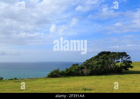 Küstenlandschaft mit Bäumen und einer üppigen Wiese bei Maketu, Neuseeland Stockfoto
