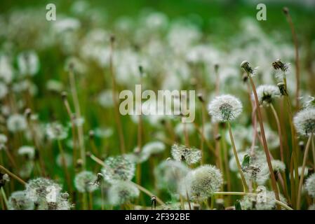 Weiche, flauschige Löwenzahn im Sonnenlicht auf blauem Hintergrund. Schöne Frühlingsnatur. Stockfoto