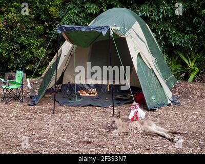 Eastern Grey (Macropus giganteus) joey Außenzelt, Depot Beach, Murramarang National Park, NSW, Australien Stockfoto