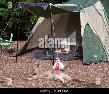 Eastern Grey (Macropus giganteus) joey Außenzelt, Depot Beach, Murramarang National Park, NSW, Australien Stockfoto