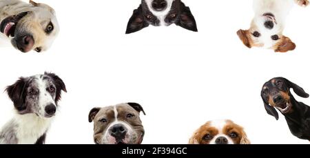 Set von neugierigen Hunden in einer Reihe Rahmen. Isoliert auf weißem Hintergrund. Stockfoto