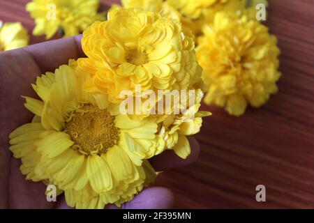 Gelbe Zinnia Blume Hand halten, selektiver Fokus mit Unschärfe. Stockfoto