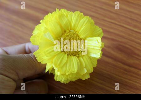 Gelb schöne Zinnia Blume Hand halten, selektiver Fokus mit Unschärfe. Stockfoto