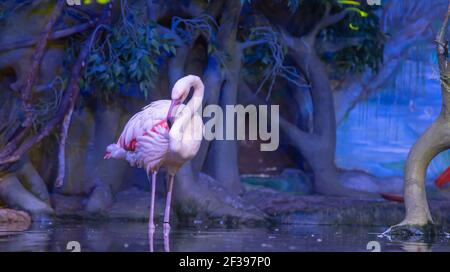 Das große Bild eines rosa Flamingos über die Natur Stockfoto