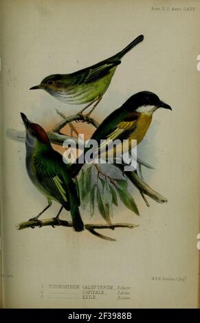 Proceedings of the Zoological Society of London (Aves Plate CXXV) (6139782431). Stockfoto