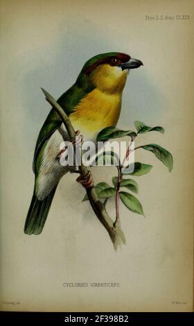 Proceedings of the Zoological Society of London (Plate Aves CLXIV) (6005665387). Stockfoto