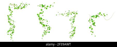 Efeu Ecken, Kletterpflanze mit grünen Blättern gesetzt Stock Vektor
