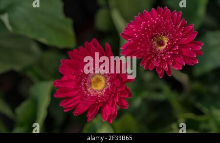 Rosa Gerbera Blume mit gelben Pollen auf verschwommenem Hintergrund von grünen Blättern im Garten. Dekorative Gartenpflanze oder als Schnittblumen. Zartes Rosa und Rot. Stockfoto