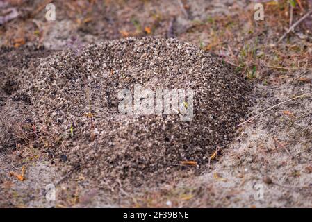 Ein kleiner Ameisenhaufen mit verstreuten Sandkörnern in der Nähe seines Eingangs. Stockfoto