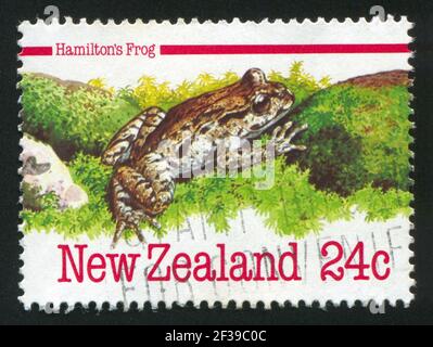 NEUSEELAND - UM 1984: Briefmarke gedruckt von Neuseeland, zeigt Hamilton’s Frog, um 1984 Stockfoto