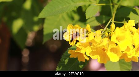 Eine Biene sammelt Honig innerhalb einer gelben Blume im Garten, indien. Konzept für wie Honig von Bienen zu extrahieren, Imkerei, Förderung für Bienen Stockfoto