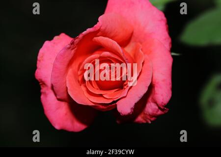 Schöne orange rote Rosenblüte blühte im Garten mit Dunkelschwarzer Hintergrund Stockfoto