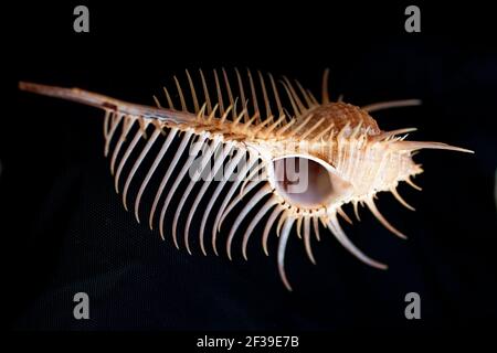 Murex troscheli, Troschel's Murex Shell, Venuskamm Murex , auf schwarzem Hintergrund Stockfoto