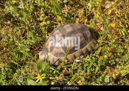 Rotbauch-Schildkröte (Chersina angulata) In natürlichem Lebensraum in der Nähe von Darling im Western Cape Südafrika Stockfoto