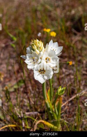 Ornithogalum sp. In einem Renosterveld-Habitat, das in der Nähe von Darling am Westkap von Südafrika zu sehen ist Stockfoto