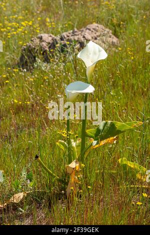 Afrikanische Wildblume: Zantedeschia aethiopica in natürlicher Umgebung bei Darling im westlichen Kap von Südafrika Stockfoto