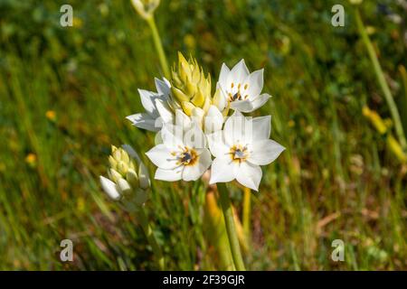 Nahaufnahme der weißen Blüten eines Ornithogalum sp., gesehen in einem natürlichen Lebensraum nahe Darling am Westkap von Südafrika Stockfoto