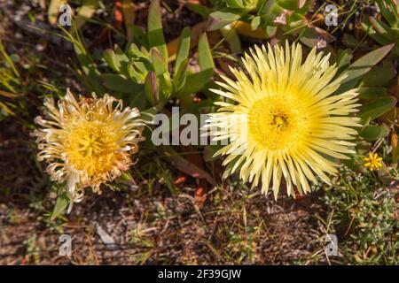 Wildblume Südafrikas: Die gelbe Blume des Sukkulenten Carpobrotus edulis, die man in der Nähe von Darling am Westkap sieht Stockfoto