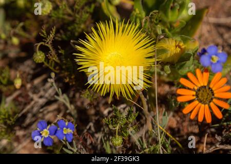 Gelbe Blume von Carpobrotus edulis in der Nähe von Darling in gesehen Das Westkap von Südafrika Stockfoto