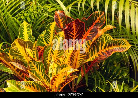 Croton, Codiaeum variegatum, ist eine beliebte Zimmerpflanze mit vielen Sorten und Anhänger mit ziemlich bunten Blättern Stockfoto