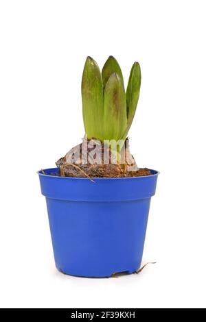 Einzelne eingetopfte Hyacinthus Blumenzwiebel mit Blättern in blauer Blume Pot isoliert auf weißem Hintergrund Stockfoto