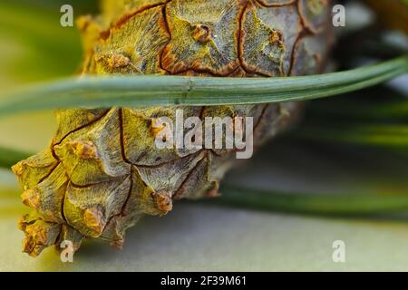 Kiefer Kegel, Makrofotografie, Seitenhintergrund. Die Frucht der Nadelbäume. Stockfoto