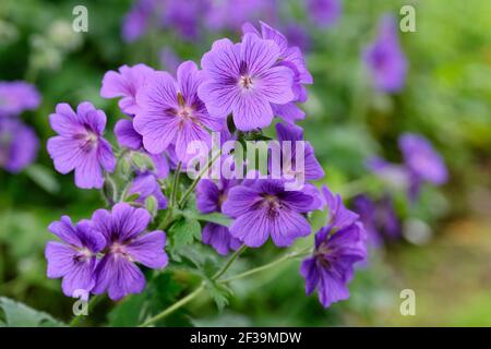 Geranium 'Alan Mayes'. Geranium × magnificum 'Alan Mayes'. Cranesbill 'Alan Mayes'. Leuchtend blaue Blüten mit violetten Adern Stockfoto