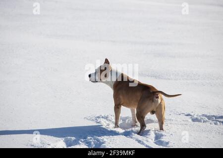 Hunderasse American Staffordshire Terrier Spaziergänge im Schnee im Winter. Hochwertige Fotos Stockfoto