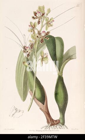 Prosthechea vespa (als Epidendrum variegatum) - Edwards vol 25 (NS 2) pl. 11 (1839). Stockfoto