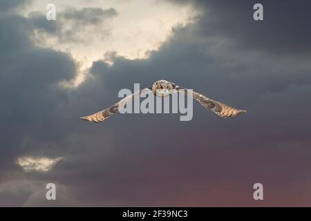 Eine Eurasische Eule oder Euleneule. Fliegt mit ausgebreiteten Flügeln gegen einen dramatischen Himmel. Rote Augen starren Sie an, während er jagt. Wunderschönes Blau und Stockfoto