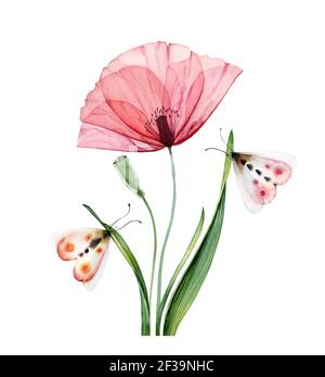 Aquarell Mohn Pflanze. Große transparente rosa Blume mit Broten und Schmetterlingen. Handgemalte abstrakte Kunstwerke. Botanische Illustration mit bunten Stockfoto